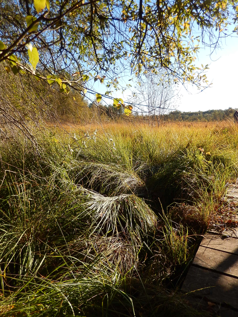 Tourbe et tourbières : essentielles à la biodiversité