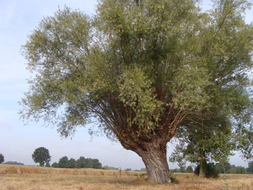 Trogne à Lureuil ©Dominique Mansion