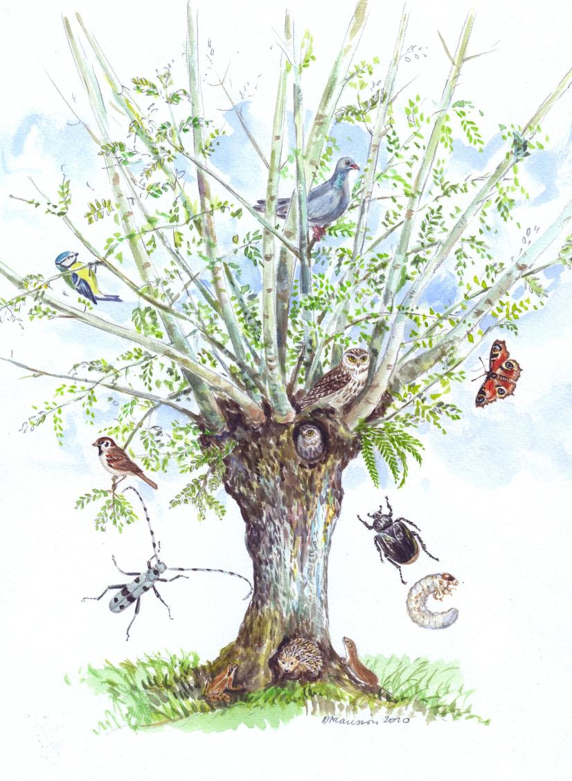 Biodiversité d'une trogne de frêne ©Dominique Mansion