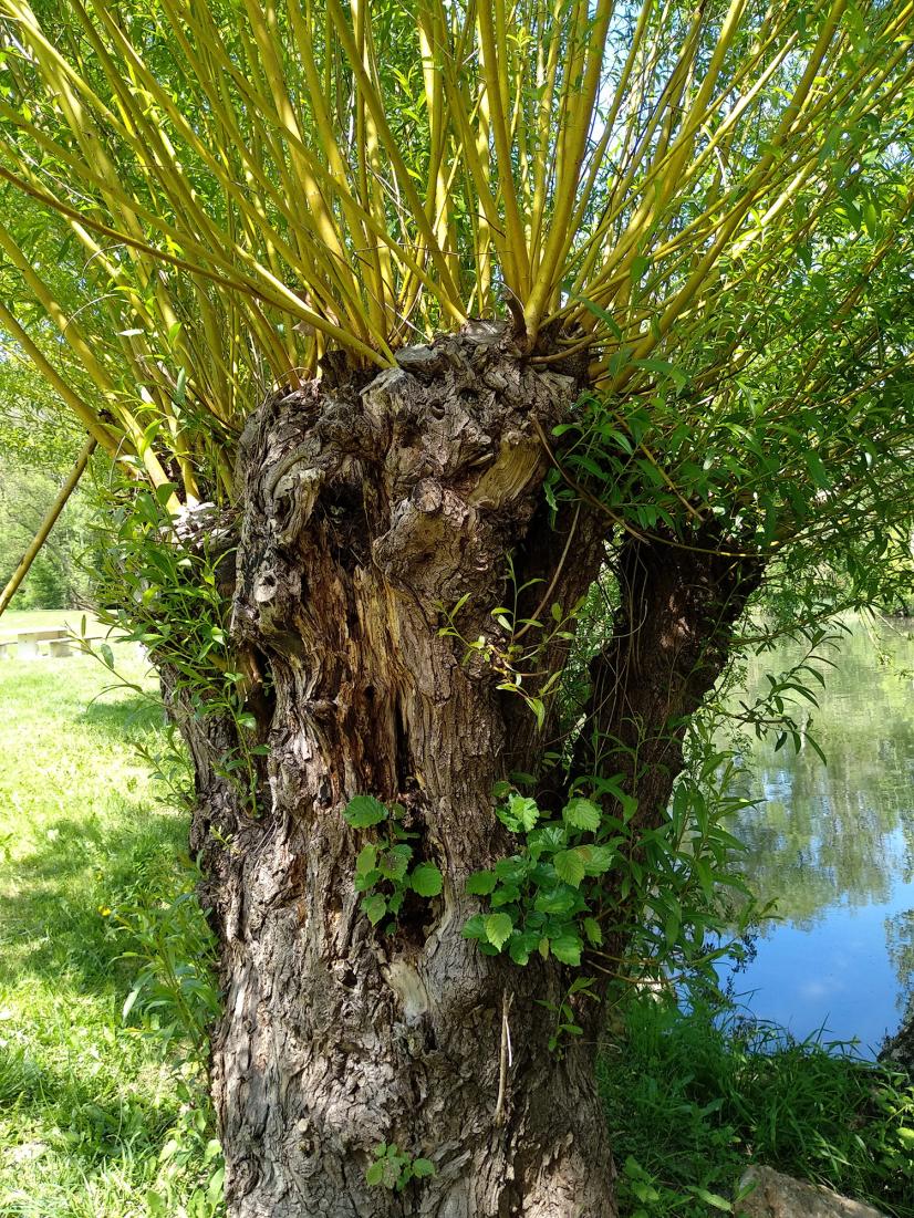 Arbre têtard © Pascale Larmande