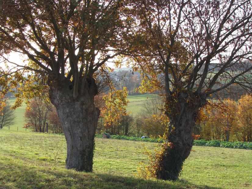 Trognes de chêne et de charme à Azé ©Dominique Mansion