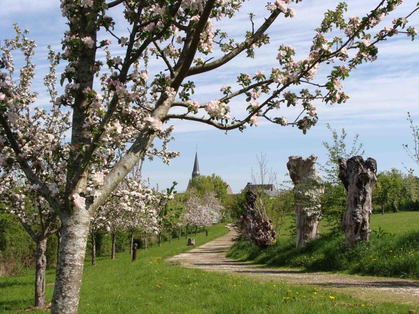 Chemin des Trognes à Boursay ©Dominique Mansion