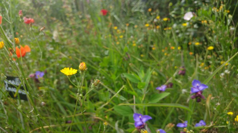 Laisser faire la nature... © MC