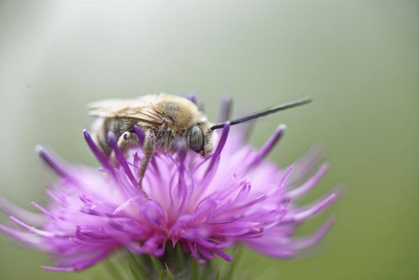 Abeille sauvage © F. Hergott