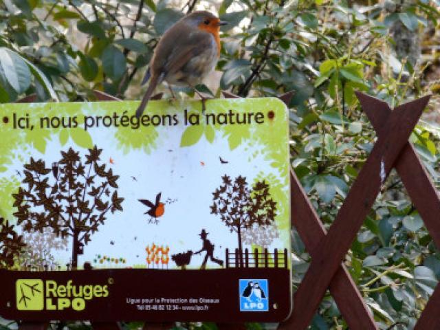 Fouine - LPO (Ligue pour la Protection des Oiseaux) - Agir pour la  biodiversité