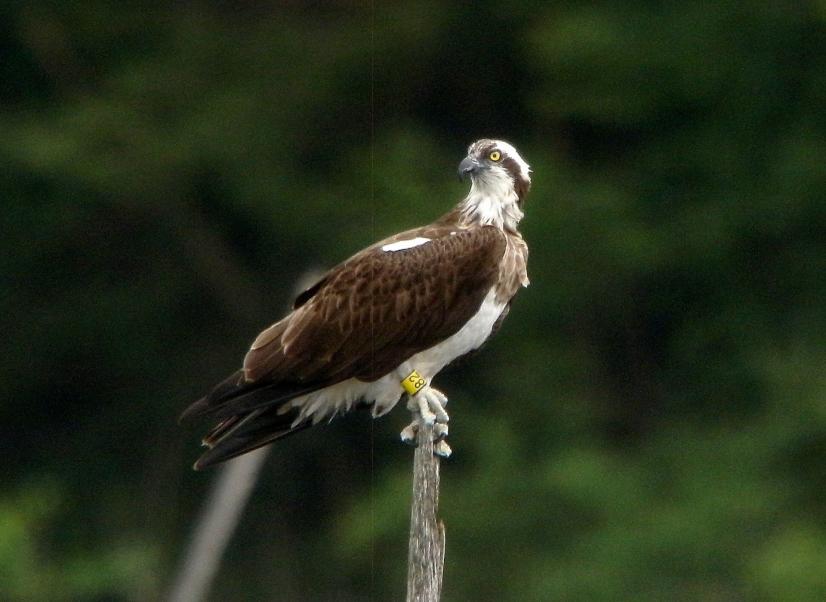 Balbuzard pêcheur © Gilles Perrodin