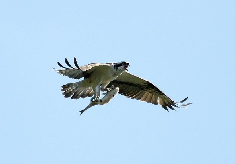 Balbuzard pêcheur ©Gilles Perrodin