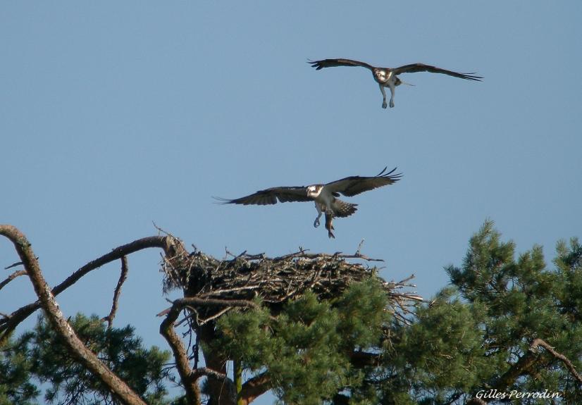 Couple de balbuzards au site de l'Observatoire du Ravoir (45)