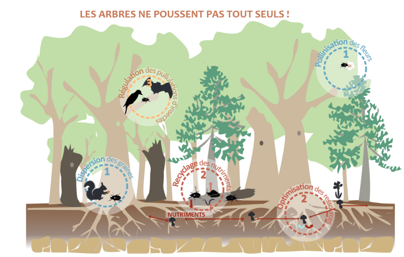 Extrait brochure "Nos forêts sont pleine de vie - A la découverte de l'IBP" - Céline Emberger © CNPF 