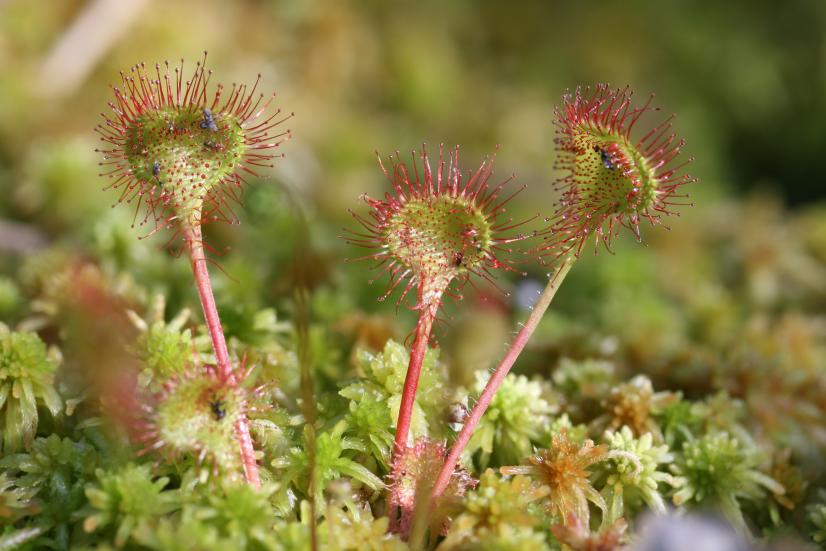 Drosera à feuilles rondes (milieux tourbeux) ©R. Dupré, CBN bassin Parisien