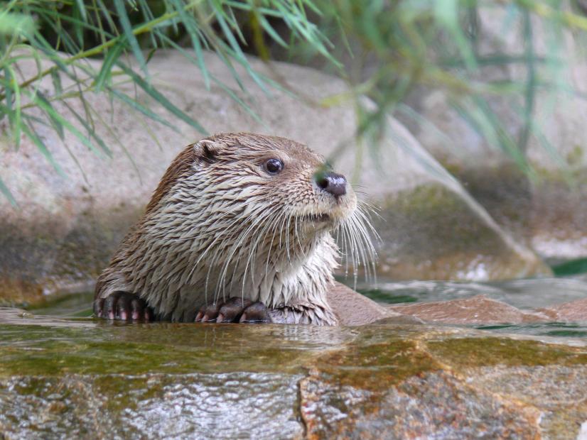 Loutre d'Europe ©Franck Merlier