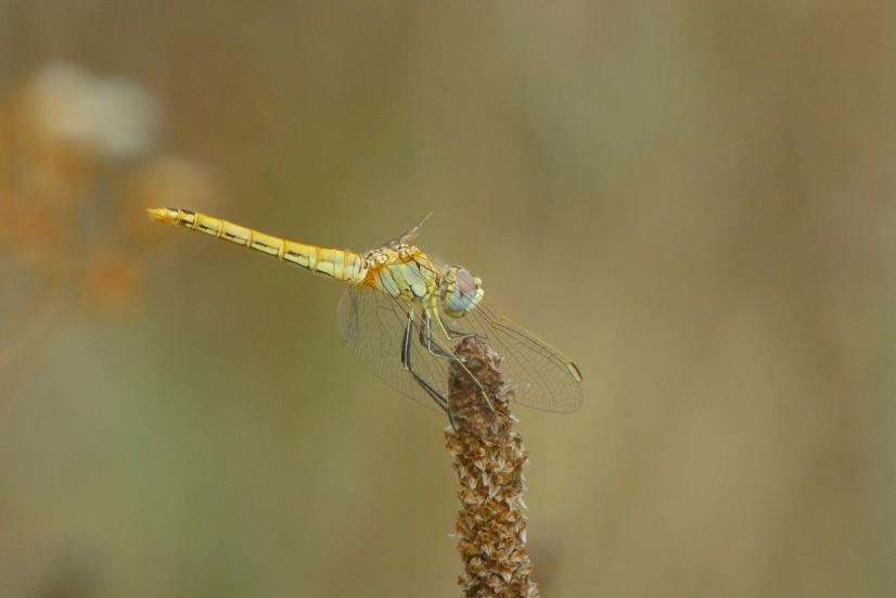 Sympetrum de Fonscolombe ©C. Maurer