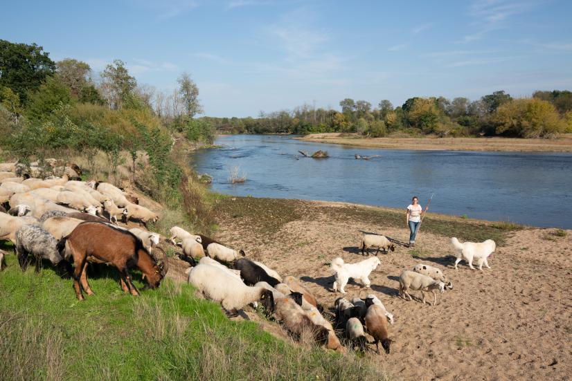 Brebis au bec d'Allier ©N. Van Ingen