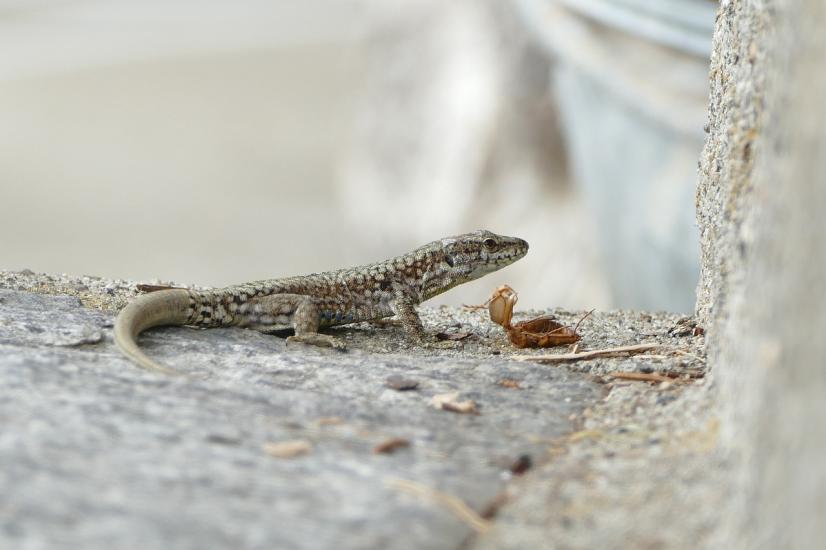 Lézard des murailles