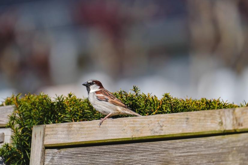 Moineau domestique en ville