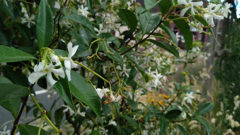 Plante grimpante (Jasmin étoilé) à Buzançais © ARB-CVL