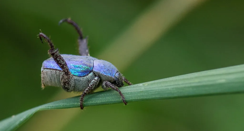 Hoplie bleue mâle en free hug © Tifaeris