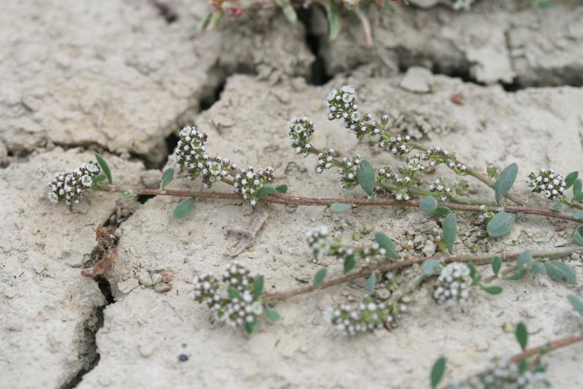 Corrigiole des grèves © Rémi Dupré_CBNBP