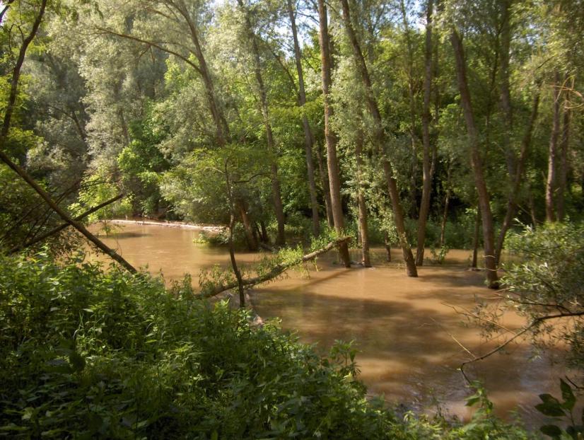 Forêt alluviale inondée - 2006 © Julien Levrat