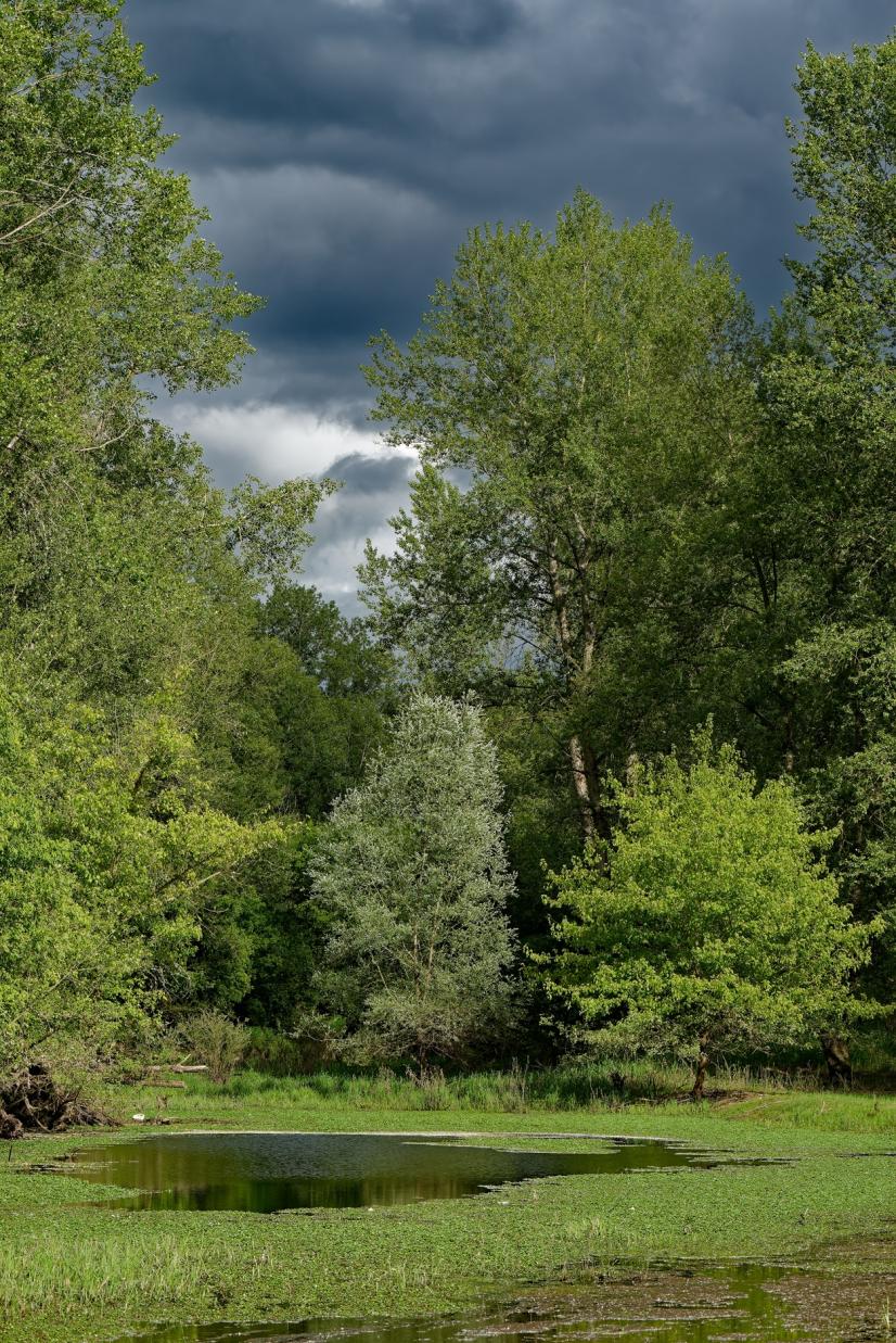 Forêt alluviale aux Îles Bonny... et de la Jussie ! © François Hergott, Cen Centre-Val de Loire