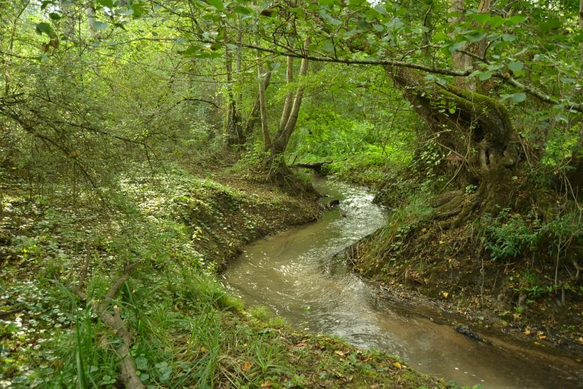Île Gaston ©  Isabelle Richardeau, Cen Centre-Val de Loire