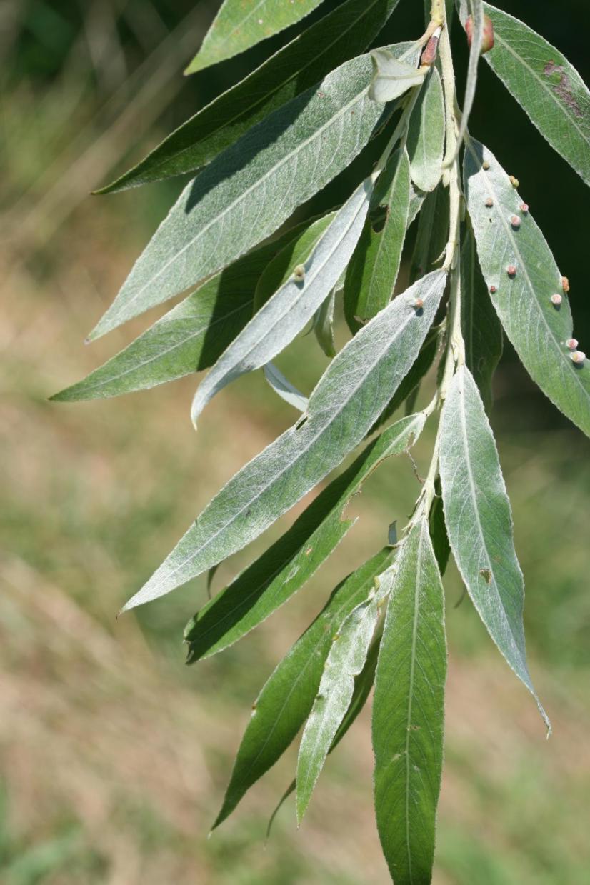 Feuillage du Saule blanc © Rémi Dupré