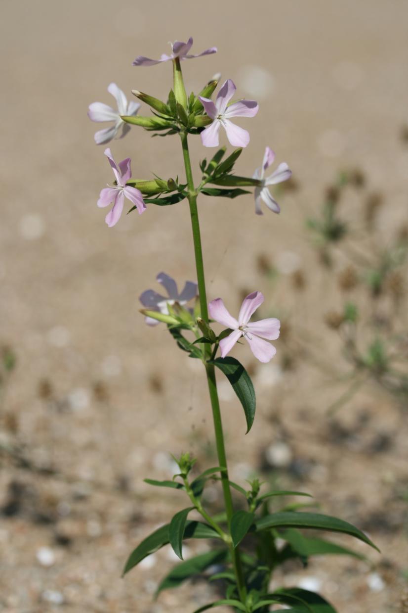Portrait de la Saponaire officinale © Rémi Dupré