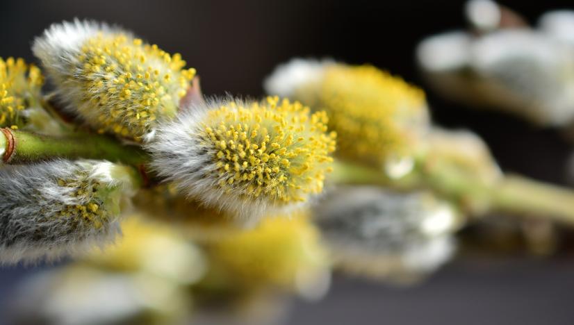 Fleurs de saule : les chatons !