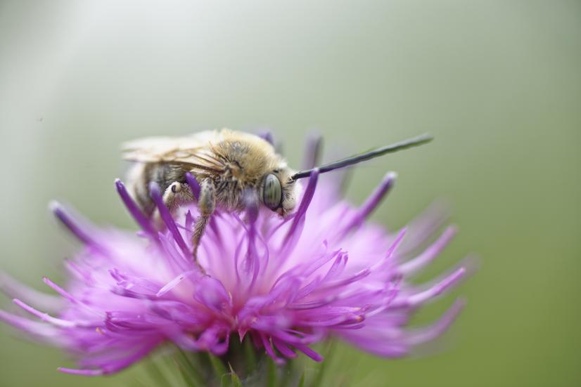 Abeille © François Hergott