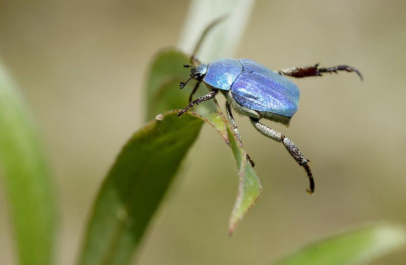 Hoplie Bleue ©S. Meleux