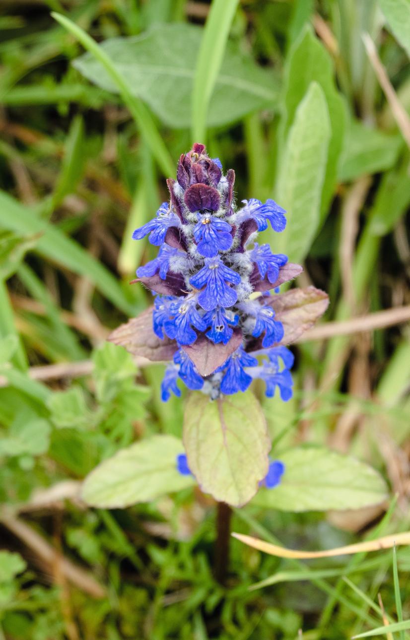 Bugle rampante ©A. Meheust