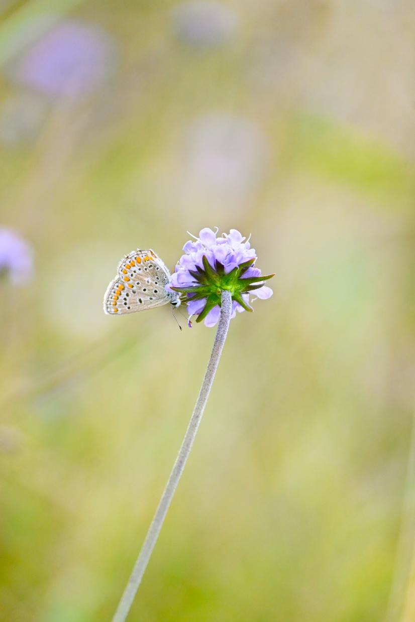 Argus bleu sur une Succise des prés ©C. Degabriel