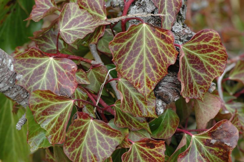 Feuilles de Lierre grimpant © Jordane Cordier