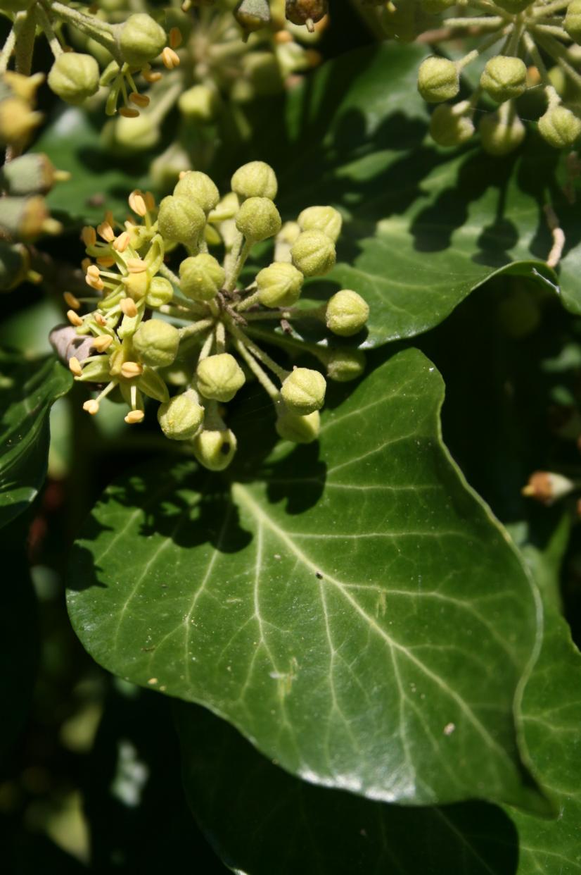 Fleurs de Lierre grimpant © Rémi Dupré