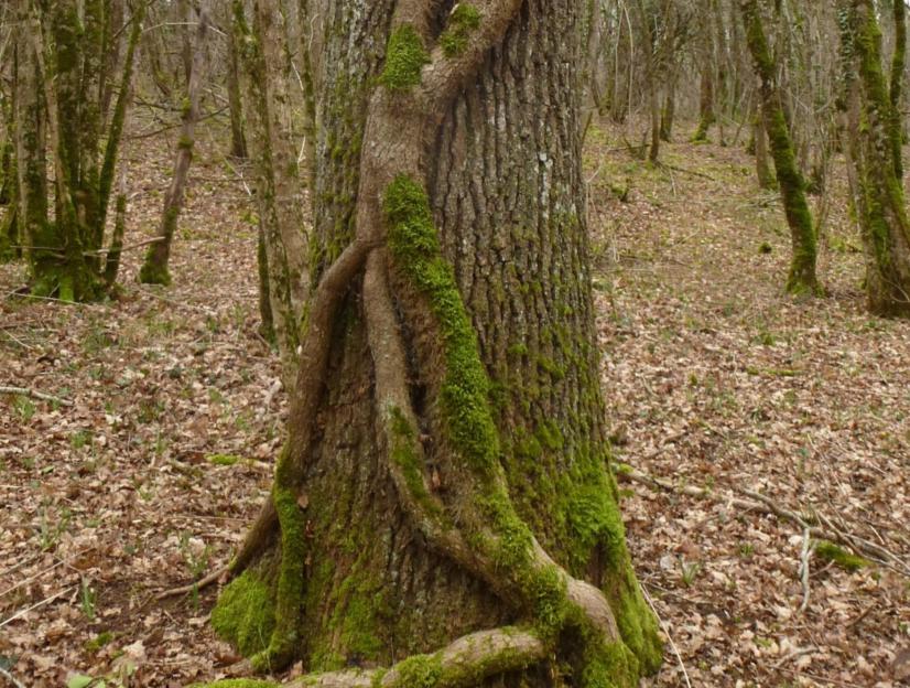Bois du Patouillet (18) © Cen Centre-Val de Loire