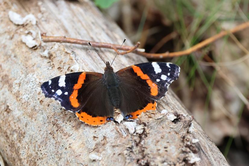 Papillon Vulcain ©C. Maurer