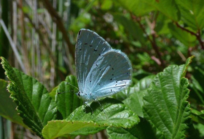 Papillon Azuré des nerpruns