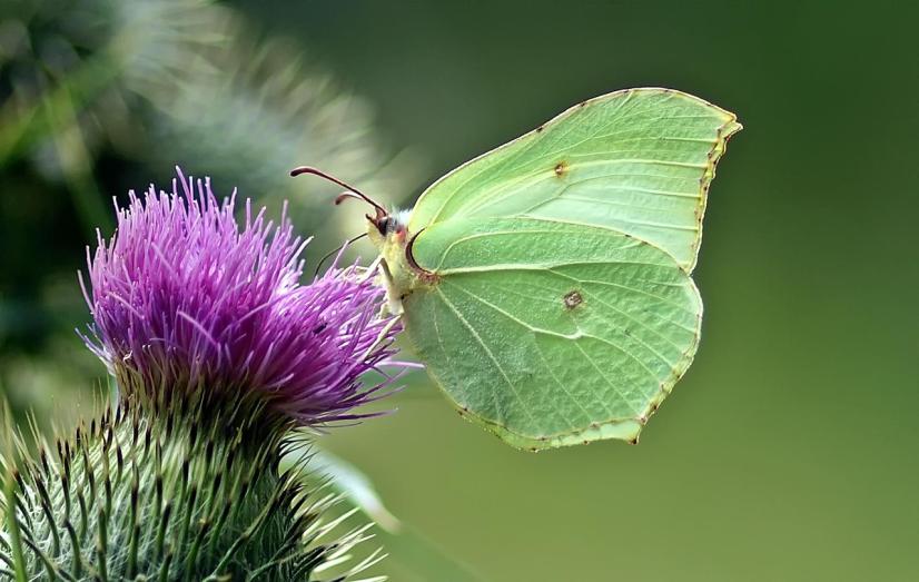 Papillon Citron 