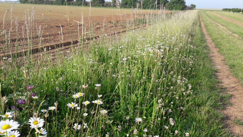 Bordure de champs fleurie © C. Swiderski