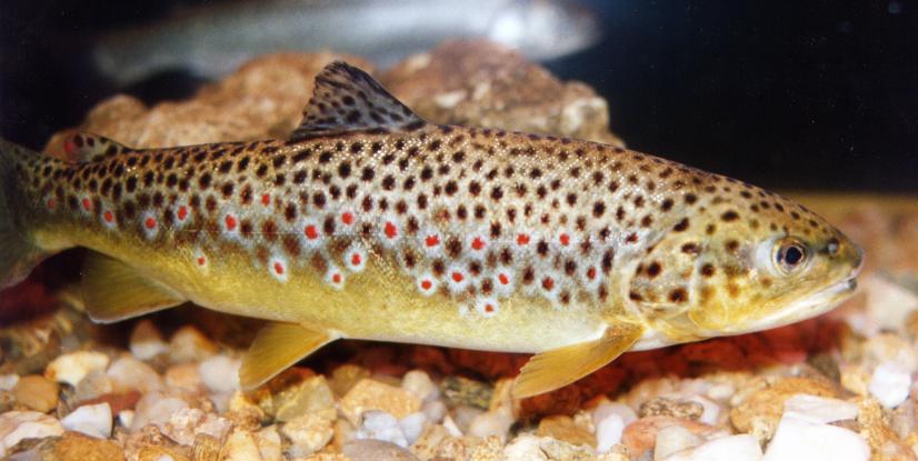 Truite fario © Fédération de pêche de l'Indre