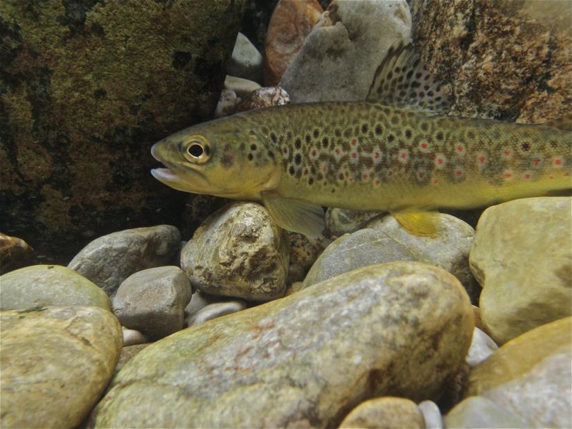 Truite fario (Salmo truita) © AG Nicieza