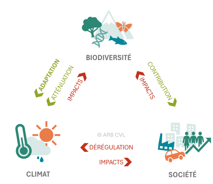 Schéma des interactions dominantes entre biodiversité, climat et sociétés. © ARB-CVL, Adapté de fig.1.1 rapport GIEC-IPBES, 2021