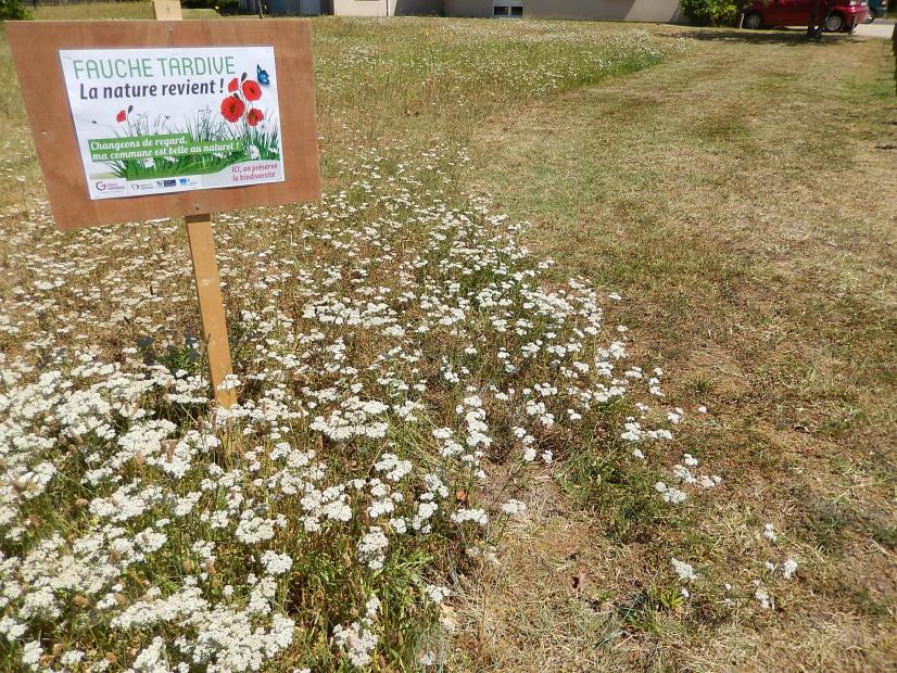 Fauche tardive d'un espace communal, Bracieux © P.Larmande