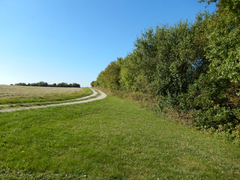 Haie en secteur agricole © P.Larmande