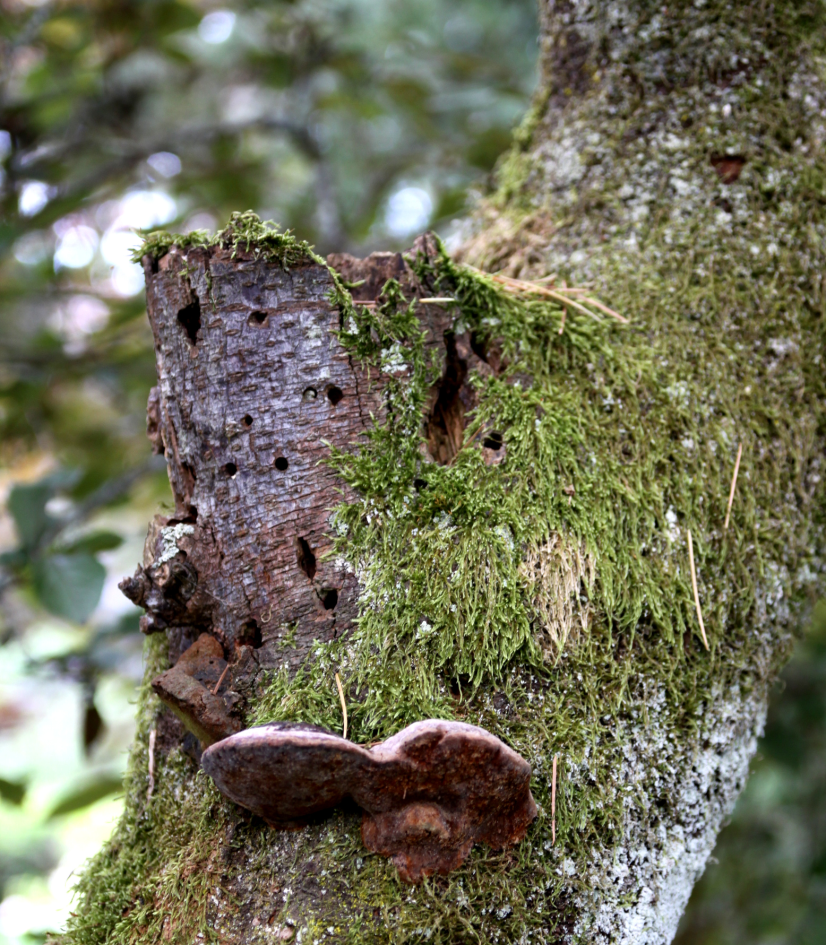 vieux bois © P.Larmande