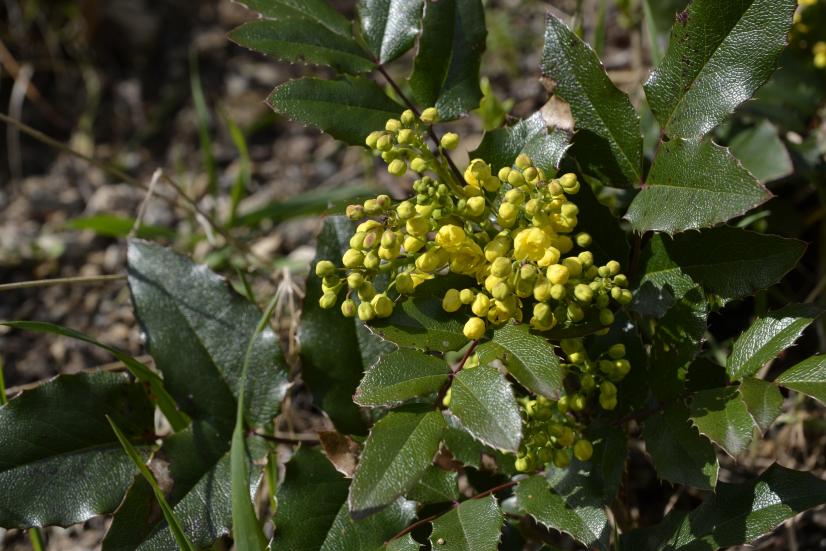 Mahonia faux-houx - classée niveau observation ©D. Vial, Cen Centre-Val de Loire