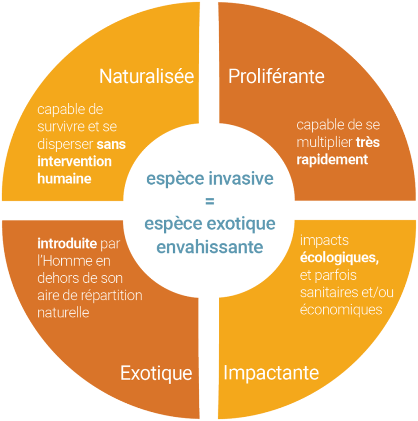 ©Groupe de travail sur les plantes invasives