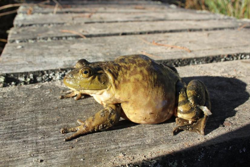 Femelle Grenouille taureau ©G. Michelin, CDPNE