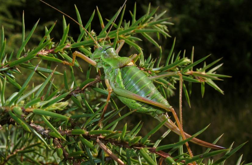 Ephippiger diurnus (C) J.-L. Pratz