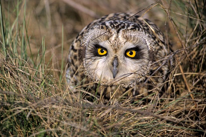 Hibou des marais (C) L.-M. Préau